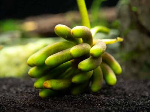 Banana Plant (Nymphoides Aquatica) Live Aquarium Plants BUY2GET1
