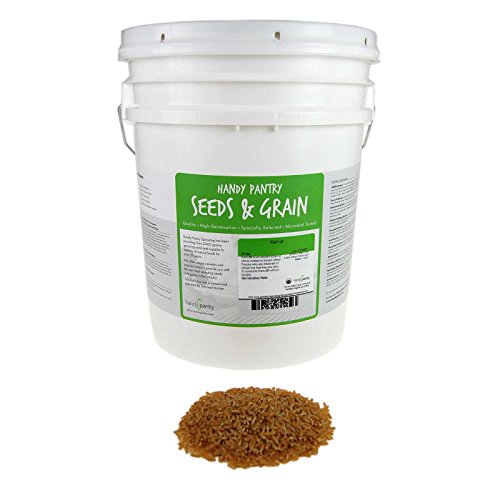 Handy Pantry Organic Kamut Seeds – 35 lb – Bulk Ancient Grain | Emergency Food Storage, Baking, Sprouting, Milling