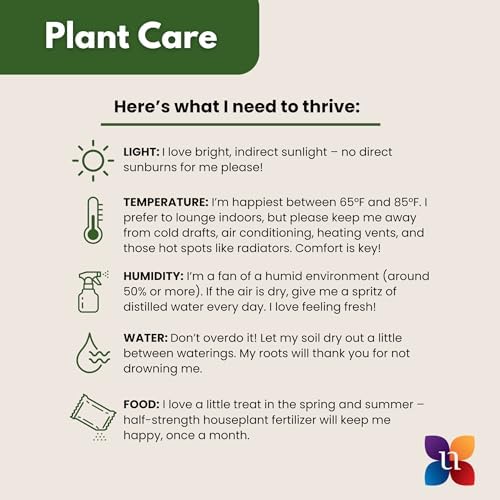 Live Snake Plant by United Nursery Sansevieria Zeylanica 20-25 inches Tall in 10 inch Plant Pot, Easy Care Indoor House Plant for Office or Home Decor