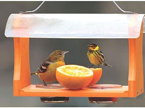 Birds Choice Oriole Bird Feeder | Hanging Bird Feeder for Jelly & Orange Halves | Includes Cup & Fruit Pegs | Recycled Plastic | Sturdy for Garden, Backyard, & Outdoor | 2 Cup Capacity, Orange | Includes Jelly Cup and Fruit Pegs, Recycled Plastic in Oran…