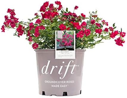 Drift Roses - Rosa Peach Drift (Rose) Rose, double peach flowers, #2 - Size Container