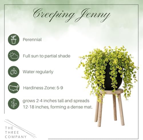 Creeping Jenny (Lysimachia nummularia) (2 Pack) - Live Trailing Ground Cover Perennial, 6" Tall by 4" Wide in 1 Pt Pot