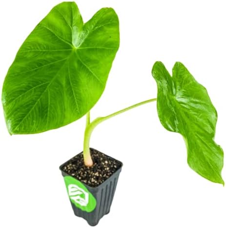 Thailand Giant Elephant Ear Live Plant - Colocasia gigantea by Wellspring Gardens - Elephant Ear Plant, Colocasia Gigantea, Elephant Ear Plant Live, Exotic Elephant Plant, Tropical Garden Design Ideas