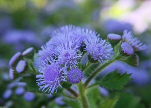 Flossflower Seeds,Garden Ageratum, Ageratum Mexicanum Blue Mink, Blueweed !