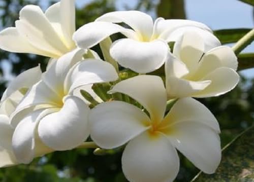 Hawaiian White Plumeria Plant Cutting ~ Grow Hawaii | 11" Cutting Easy To Root Grows 3-15ft Tall (Depending on Pruning) Indoors Outdoors