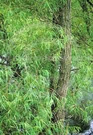6 Black Willow Trees Cuttings - Easy to Grow - Very Attractive and Fast Growing Shade or Privacy Trees - 6 Live Trees