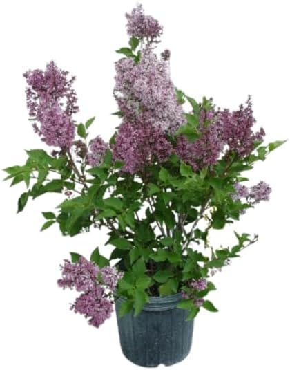 Proven Winners - Syringa x Bloomerang Dark Purple (Reblooming Lilac) Shrub, dark purple flowers, #3 - Size Container