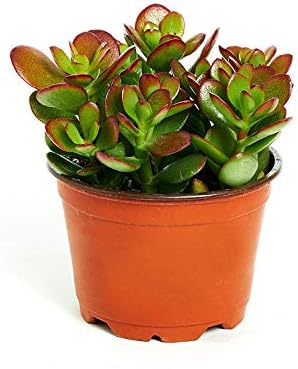 Shop Succulents | Crassula Ovata 'Jade Plant' Live House Plant, Hand Selected for Health, Size & Readiness in 4" Grower Pot