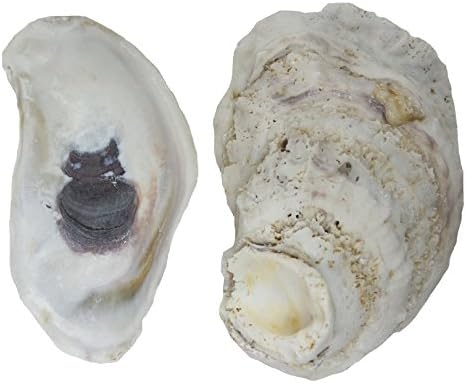 U.S. Shell Oyster Shells, 3.75"-5"