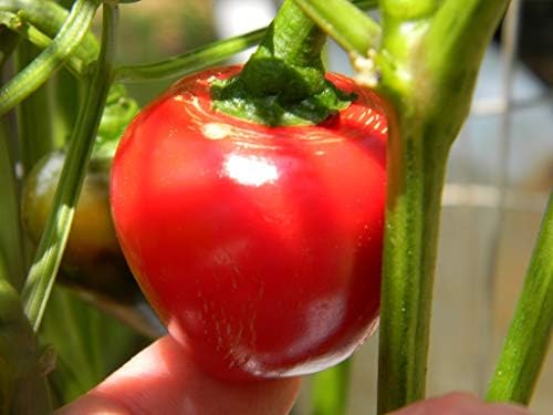 Sweet Red Cherry Pepper Seeds (Capsicum annuum) – 25+ Non GMO & Heirloom Seeds by Isla’s Garden Seeds, Compact Round Peppers for Stuffing