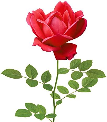 Perfect Plants Double Red Knock Out Rose, 3 Gallon, Live Plant | Vibrant blooms spring through summer, zones 5-10, low maintenance and easy to grow