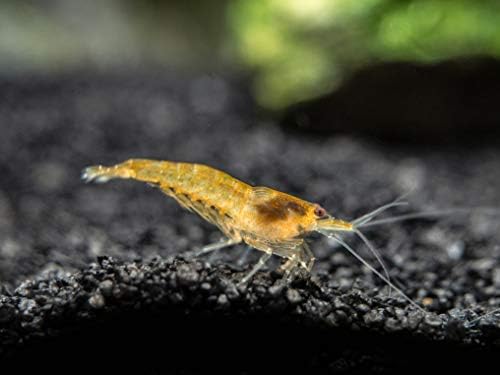 1 Live Orange Sakura Shrimp (Neocaridina davidi) - Breeding Age Young Adults at 1/2 to 1 Inch Long