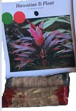 HAWAIIAN TI PLANT LOGS RED and GREEN ~ GROW HAWAII