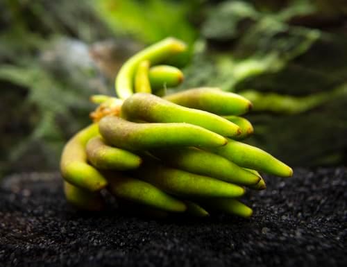 Banana Plant (Nymphoides Aquatica) Live Aquarium Plants BUY2GET1