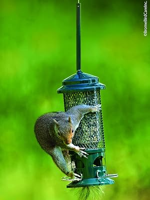 1057 squirrel