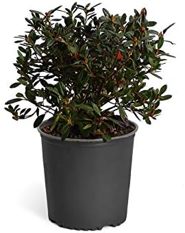 Brighter Blooms - Autumn Embers® Encore® Azalea Shrub, 1 Gallon - No Shipping to AK, AZ, HI