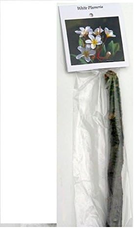 Hawaiian White Plumeria Plant Cutting Live Tropical Fragrant Tree - 10-12 Inch Unrooted Frangipani