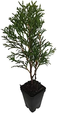 3 Emerald Green Arborvitae in 2.5 inch pots (one Plant per Pot, 3 pots)