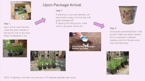 L+ Hidcote Blue Lavender — 4 Live Plants in 4" Pots — Deep Purple-Blue Flowers — Fragrant, Bee-Friendly, Drought & Deer Resistant Perennial — Zones 5–9, Cut Flower & Sachet