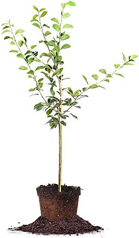 Orient PEAR Tree - Size: 3-4 ft, Live Plant, Includes Special Blend Fertilizer & Planting Guide