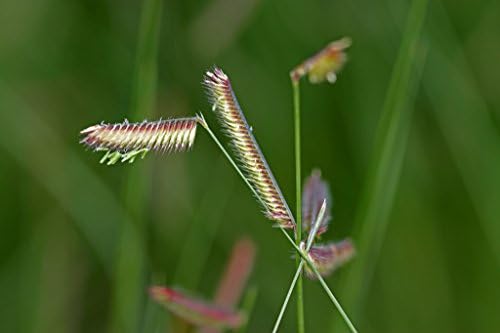 1000 Blue GRAMA Grass Gramma Bouteloua Gracilis Flower Mosquito Grass Seeds