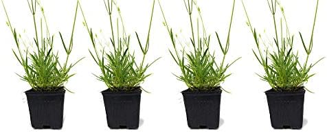 L+ French Provence Lavender — 1 Live Plant in 4" Pots — Blue-Purple Flowers — Fragrant, Bee-Friendly, Drought & Deer Resistant Perennial — Zones 5–9 — Grown in Sequim, WA