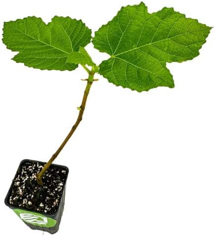 Olympian Fig Tree Live Plant - Ficus carica by Wellspring Gardens - Starter Plant Ideal for Gardens & Containers - Great for Indoor Houseplants, Outdoor Landscaping & Garden Planting