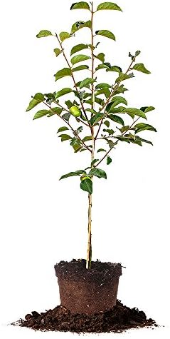 Perfect Plants Fuyu Asian Persimmon Tree Live Plant, Produces Fruit, 3-4 ft, Self-Pollinating