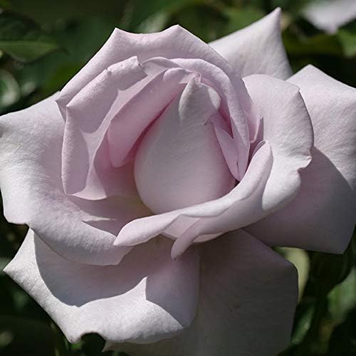 Heirloom Grandiflora Roses, Live Own Root Plant, Lagerfeld