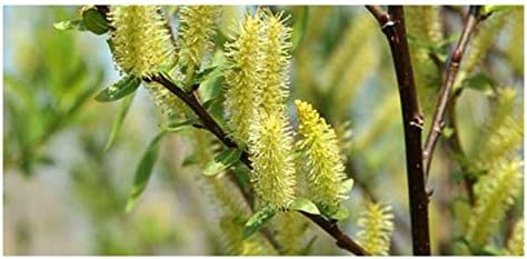 Brighter Blooms - Weeping Willow Tree, 4-5 ft. - No Shipping to AK, AZ, HI