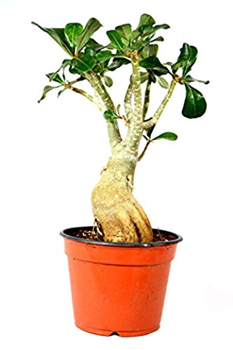 9GreenBox - Miss Beauty Desert Rose - Ship Bare Root