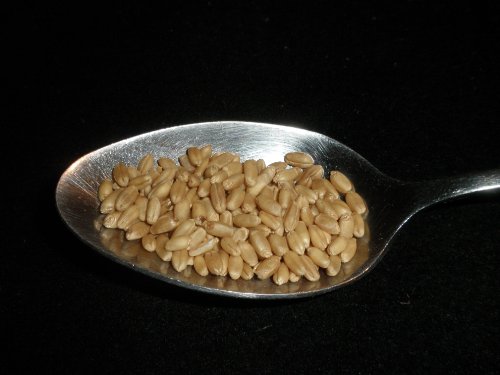 Hard White Wheat Berries 5 Pounds Kernels Montana Golden 86 USDA Certified Organic Non-GMO, Bulk, Product of USA