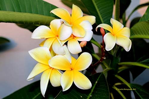 Plumeria Tree Frangipani Plant Cutting 1 Pk Discount Hawaiian Gifts