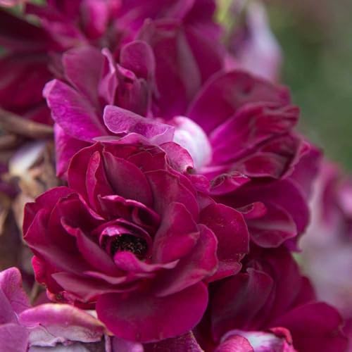 Heirloom Shrub Roses, Live Own Root Plant, Burgundy Iceberg™