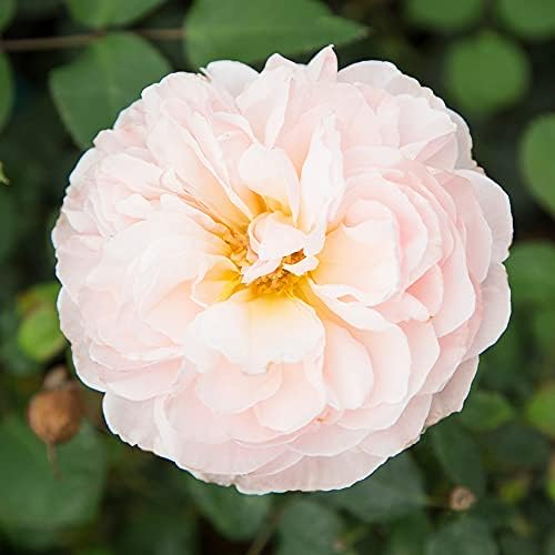 Heirloom Shrub Roses, Live Own Root Plant, Moonlight in Paris® | Moderately Fragrant, Hardiness Zones: 6-9, Repeat Blooming, For Outdoor Gardens