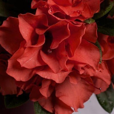 Brighter Blooms - Autumn Embers® Encore® Azalea Shrub, 1 Gallon - No Shipping to AK, AZ, HI