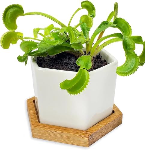Venus Fly Trap Live Plant with White Ceramic Pot and Carnivorous Plant Soil | Everything to start with carnivorous plants, easy care guide