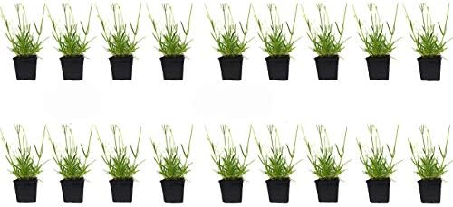 L+ French Provence Lavender — 1 Live Plant in 4" Pots — Blue-Purple Flowers — Fragrant, Bee-Friendly, Drought & Deer Resistant Perennial — Zones 5–9 — Grown in Sequim, WA