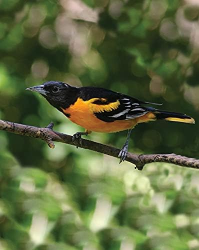 First Nature 32-Ounce Oriole Feeder - Larger Feeding Ports | Designed For Orioles - Larger Feeding Ports - 32-Ounce Capacity