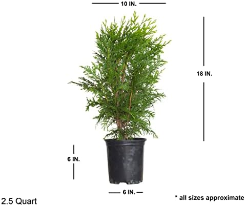 Green Giant Arborvitae (2.5 Quart) Fast-Growing Evergreen Thuja Tree with Green Foliage - Full to Partial Sun Live Outdoor Plant
