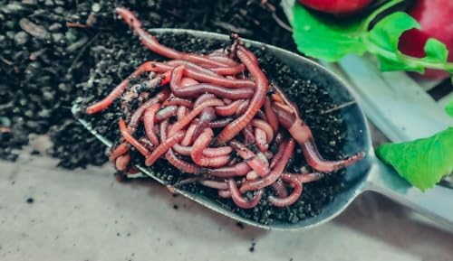 250+ Red Wiggler Earthworms, Organic and Sustainably Raised, Model:, Home/Garden & Outdoor Store Y