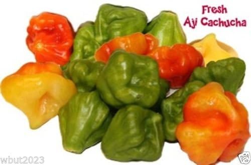 AJI DULCE #1 (50 Seed) ajicitoo,aji gustoso,ají cachucha &sweet habanero Pepper