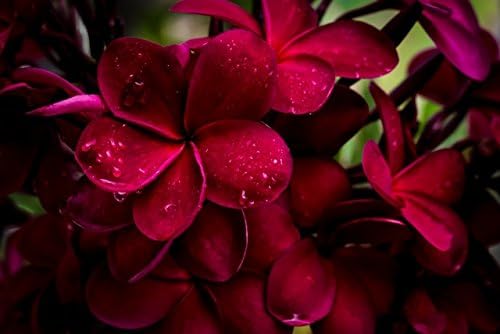 Fragrant Hawaiian Red Plumeria Plant Cutting 2-Pack Bundle - Double Scented Lei Tree Flowers for Aromatic Tropical Gardens