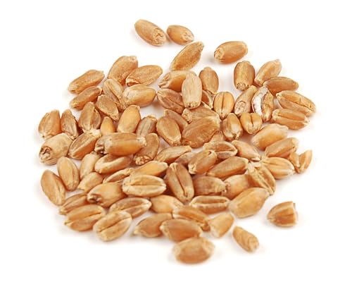 D'Allesandro Organic Hard Red Wheat Berries - 10 Lb Bulk Pack, High Protein, Whole-Grain, Non-GMO, Kosher, Nutty Flavor, Ideal for Baking, Salads