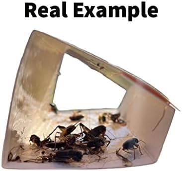Bug Shield Sticky Glue Traps 72 Glue Boards, All Types of Incets, Spiders, Cockroaches, Ants, Cave Crickets, and More. Professional Strength Glue.