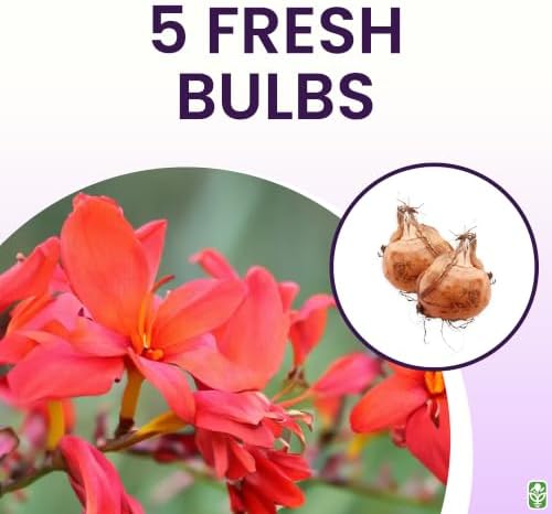 5 Lucifer Crocosmia Blubs - Grows 30-48" Tall.