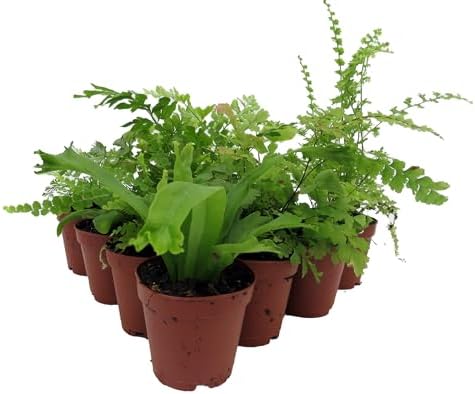Mini Ferns for Terrariums/Fairy Garden - 10 Plants - 2" Pots