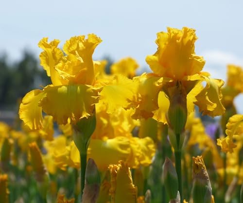 Big as The Moon Bearded Iris (Iris germanica) Plant Potted, Fragrant Yellow Flowers, Repeat Blooms, Stargazer Perennials
