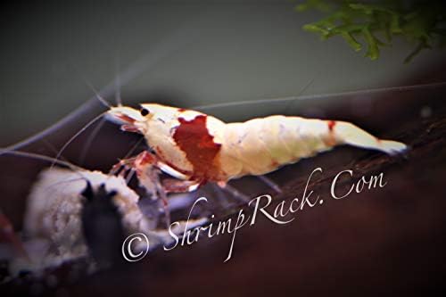 10 Crystal Red Shrimp CRS Grade S-SSS Live Freshwater Aquarium Shrimps 1/4 to 1/2 inch Long.