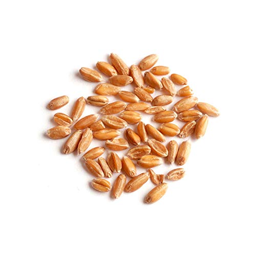 Woodland Foods 006971 25 lbs Spelt Grains